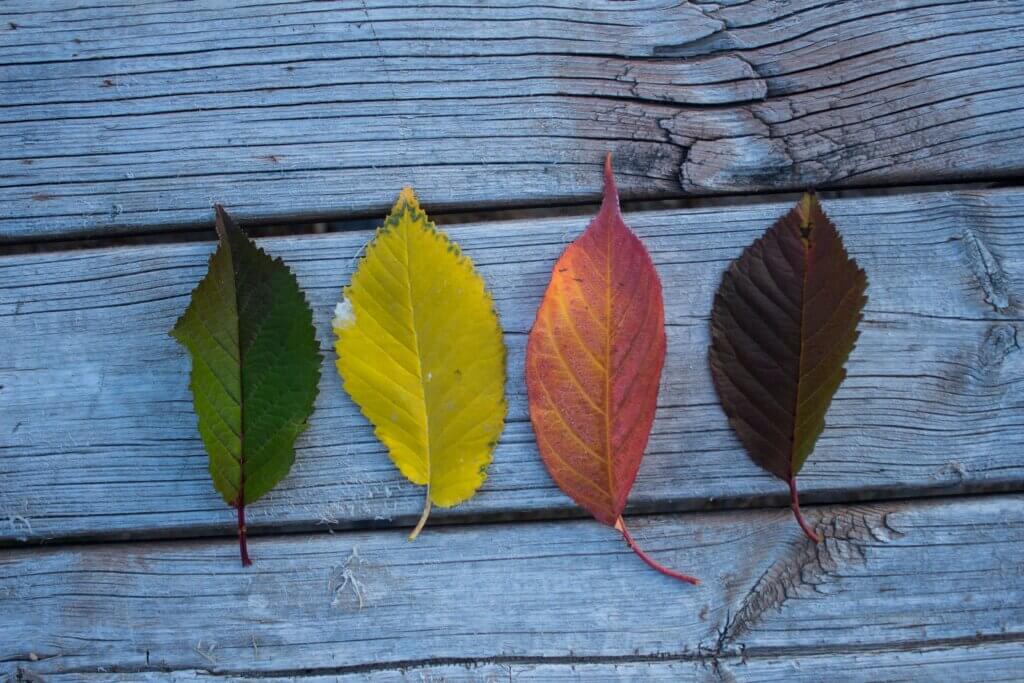 pexels-i-brahim-hakki-ucman-174353-691067 - Order of Carmelites - Order of Carmelites Row of colorful autumn leaves (green, yellow, orange, red, brown) lined up along weathered blue wooden planks on a rustic surface.